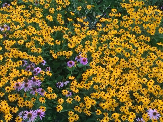 large patch of black eyed-suzan flowers