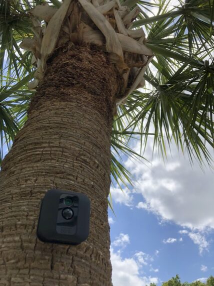 Palm tree with security camera