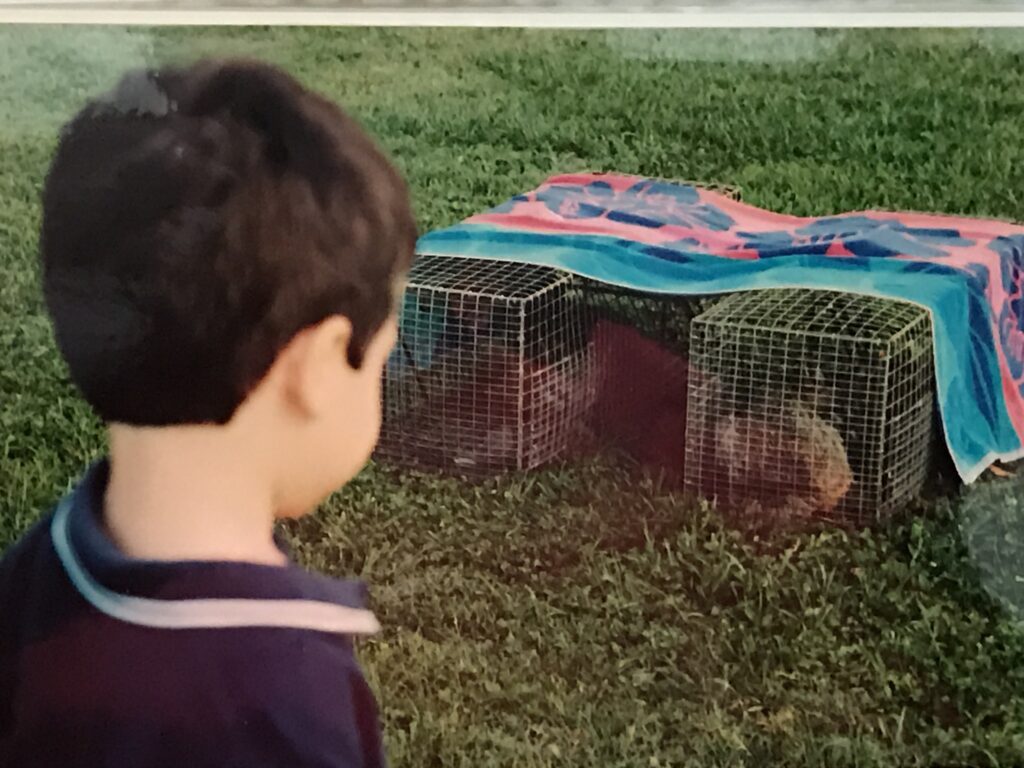 small boy gazing at two small animal cages