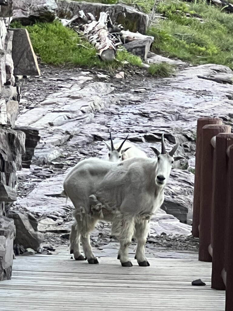 Mountain goats on a porch