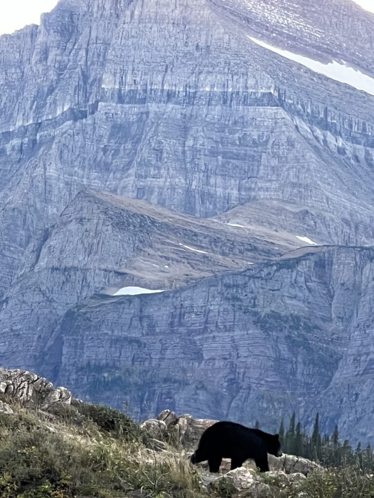 Black bear in the mountains