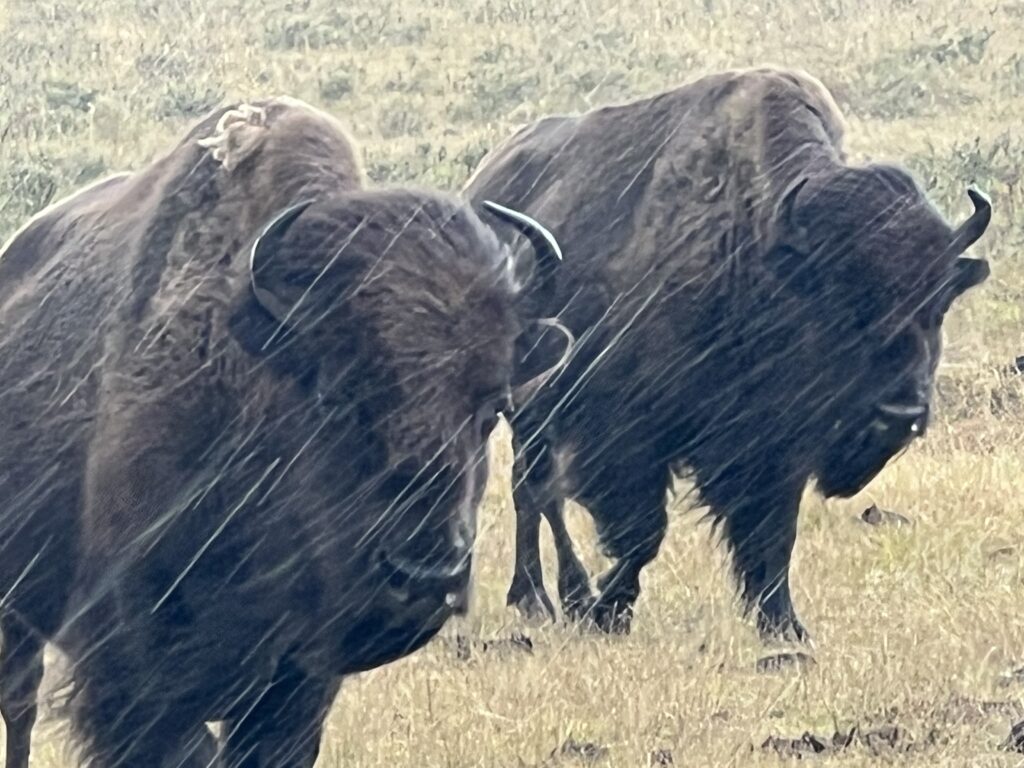 To bison in the rain