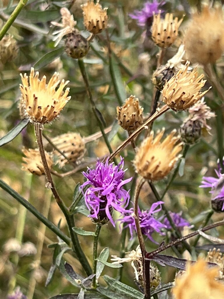 Brown flower seed pods