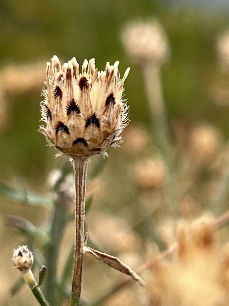 Closeup of flower seed pod