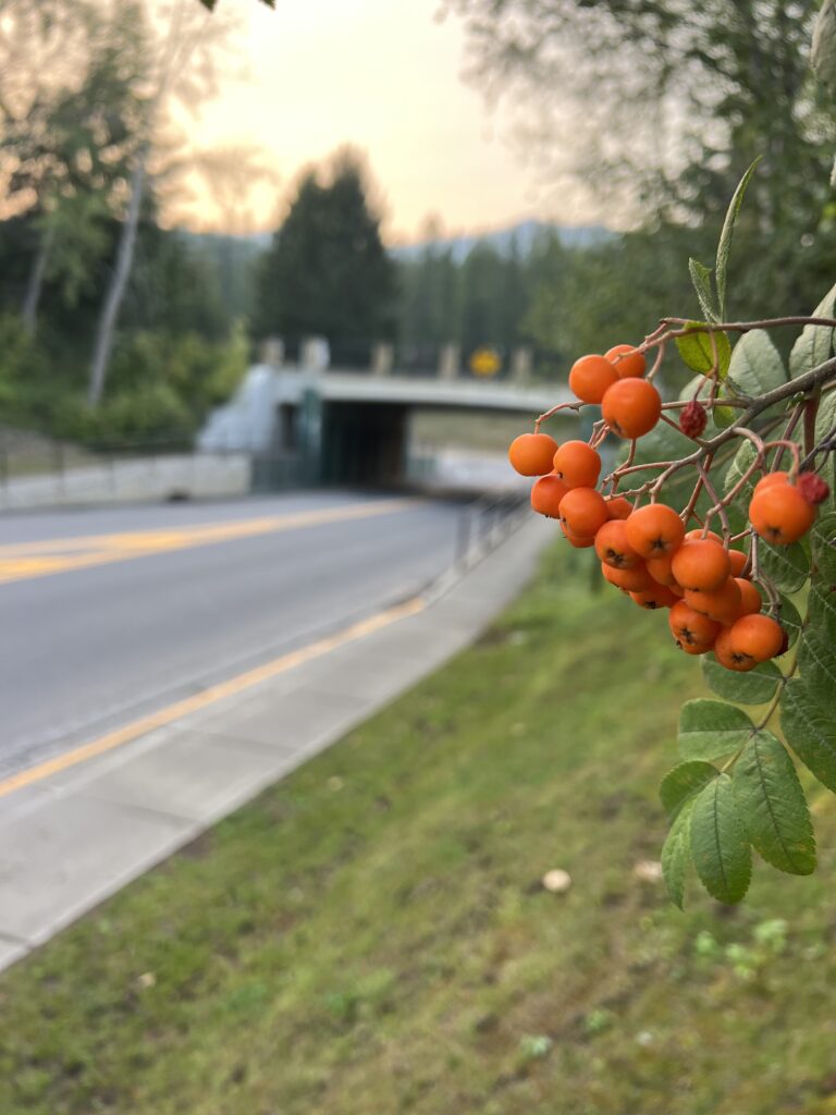 Ashberry tree berries