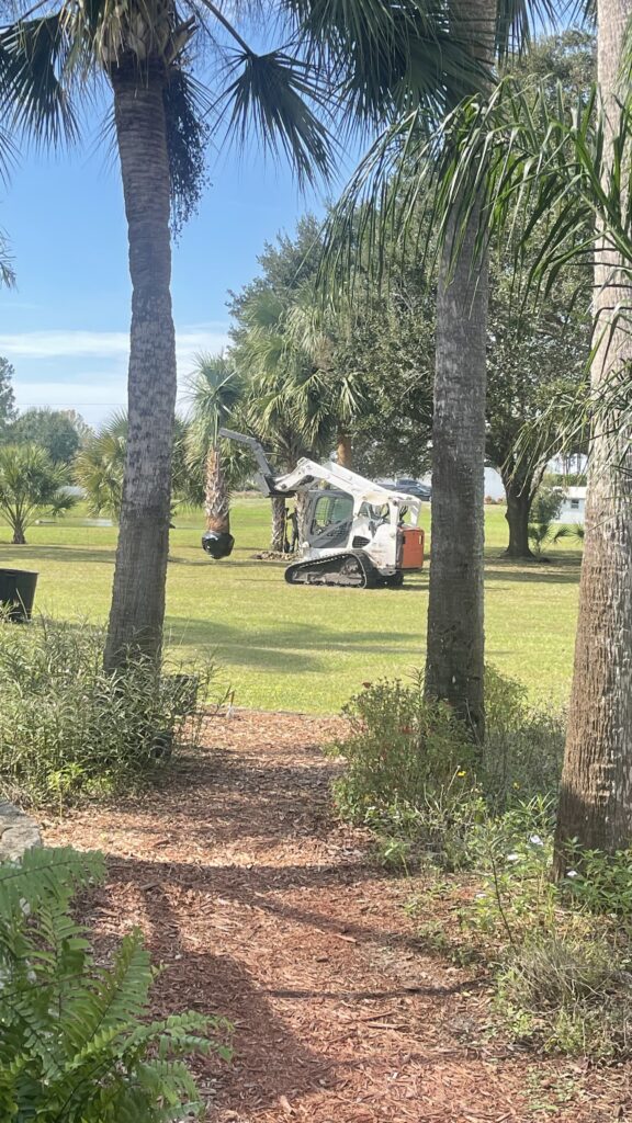 Tractor carrying palm tree across the yard