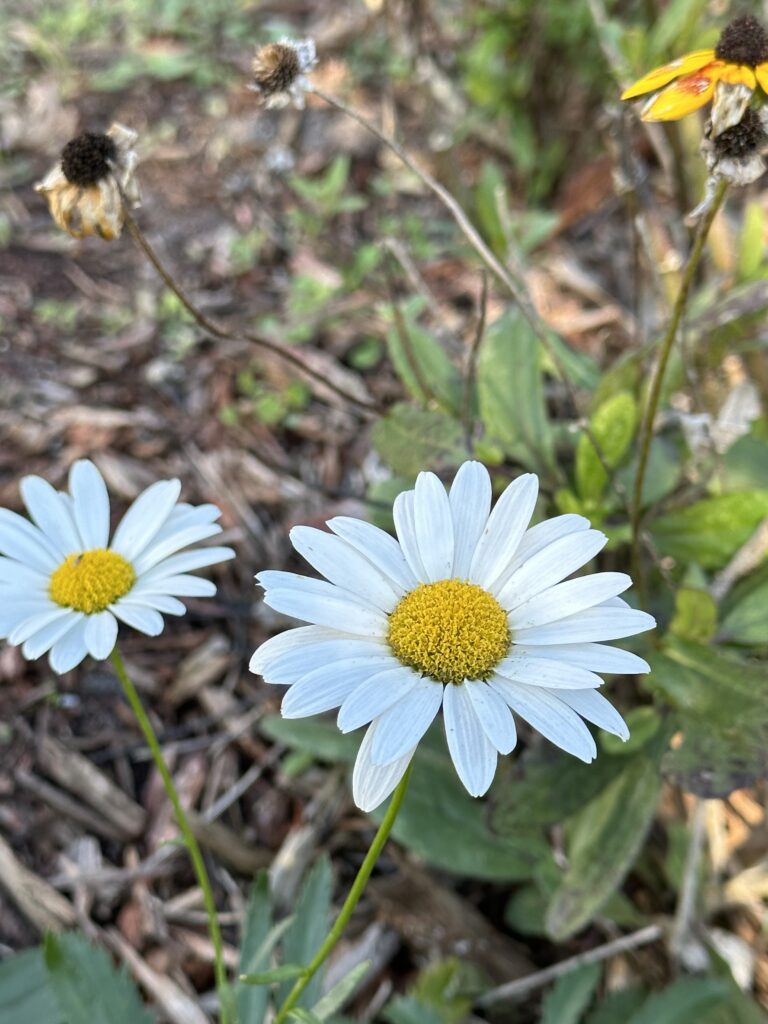 Daisy Flowers