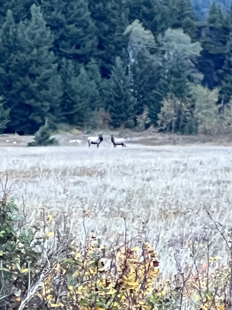 Two elk in a Mountain Meadow