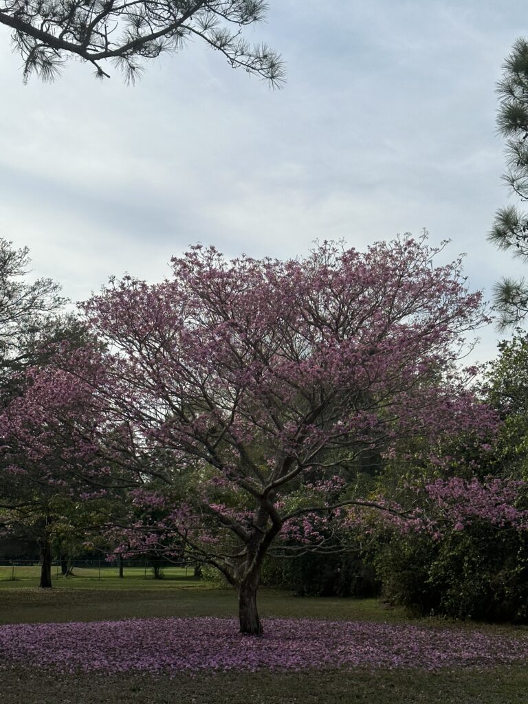 Flowering tree