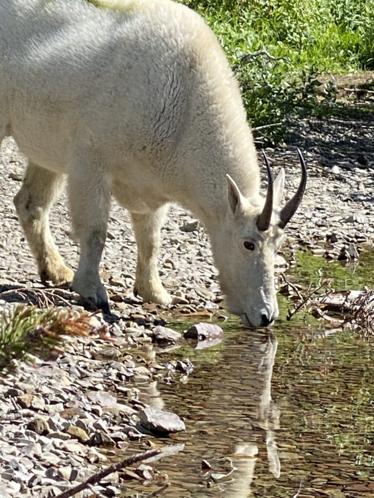 Mountain goat