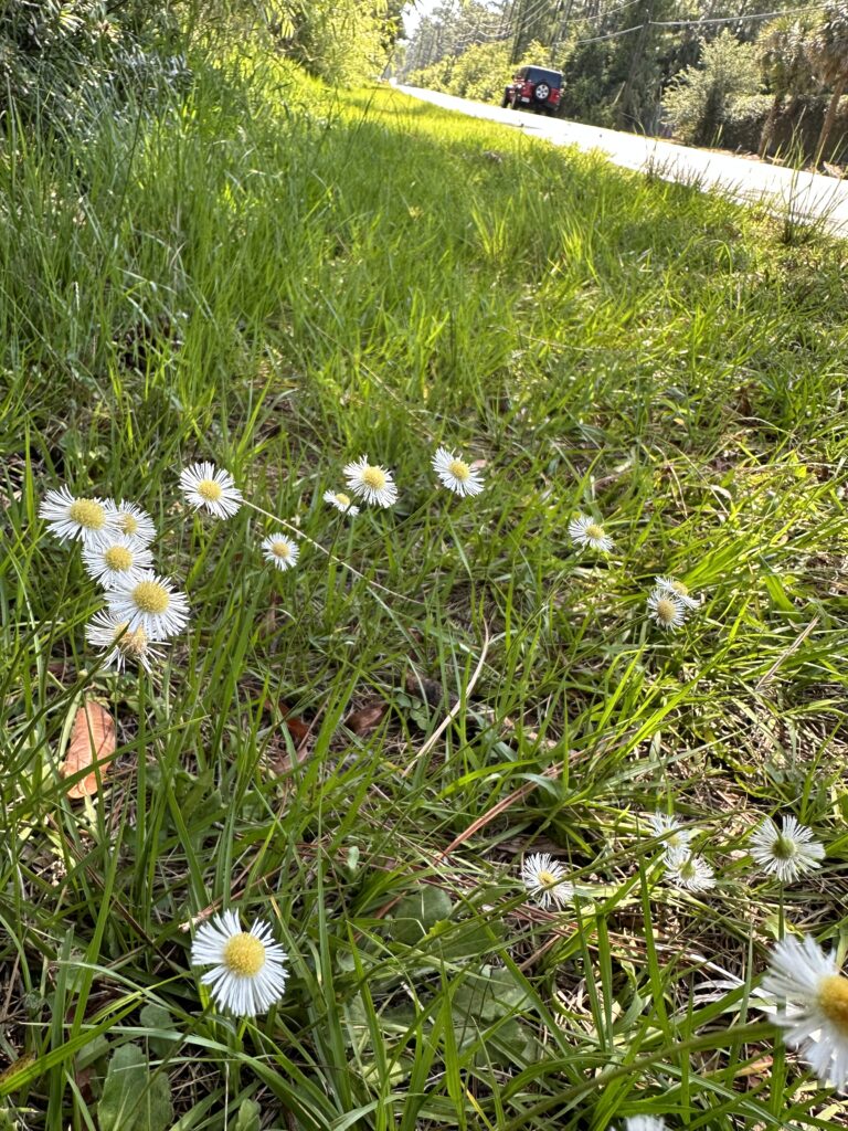 roadside wildflowers