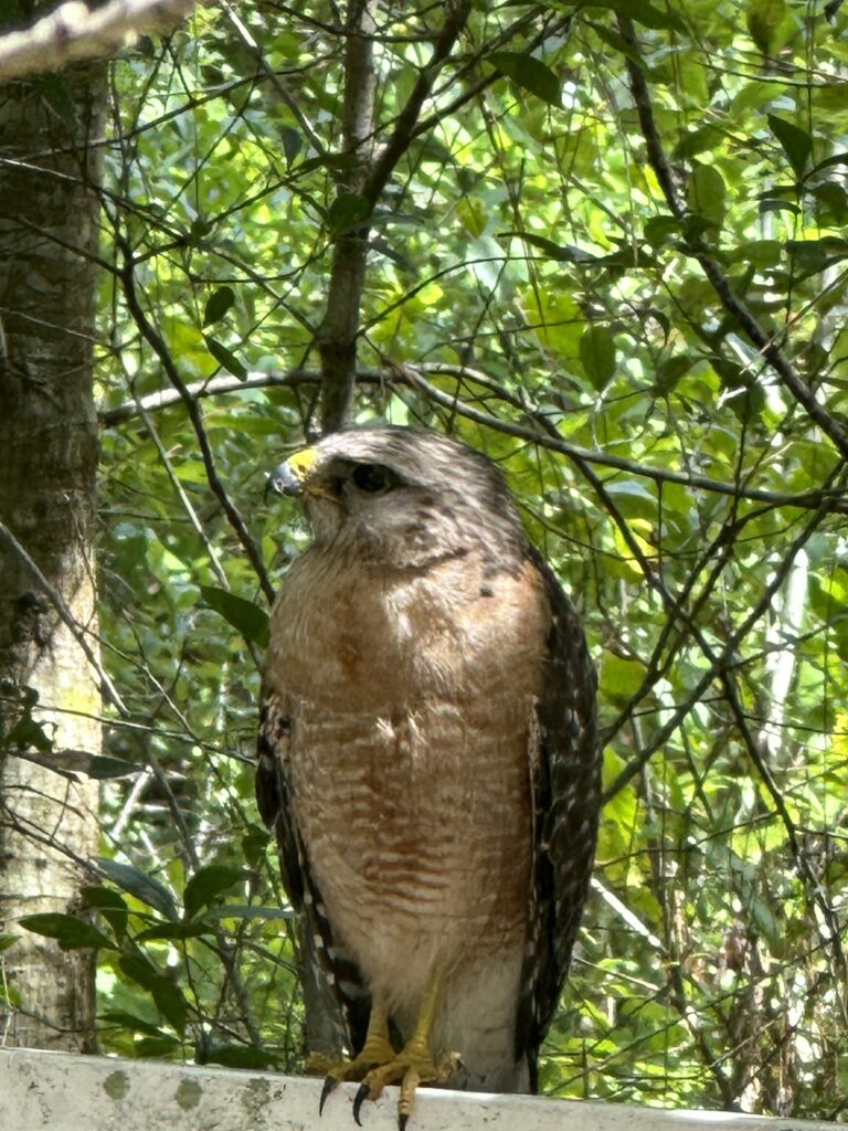 Florida hawk