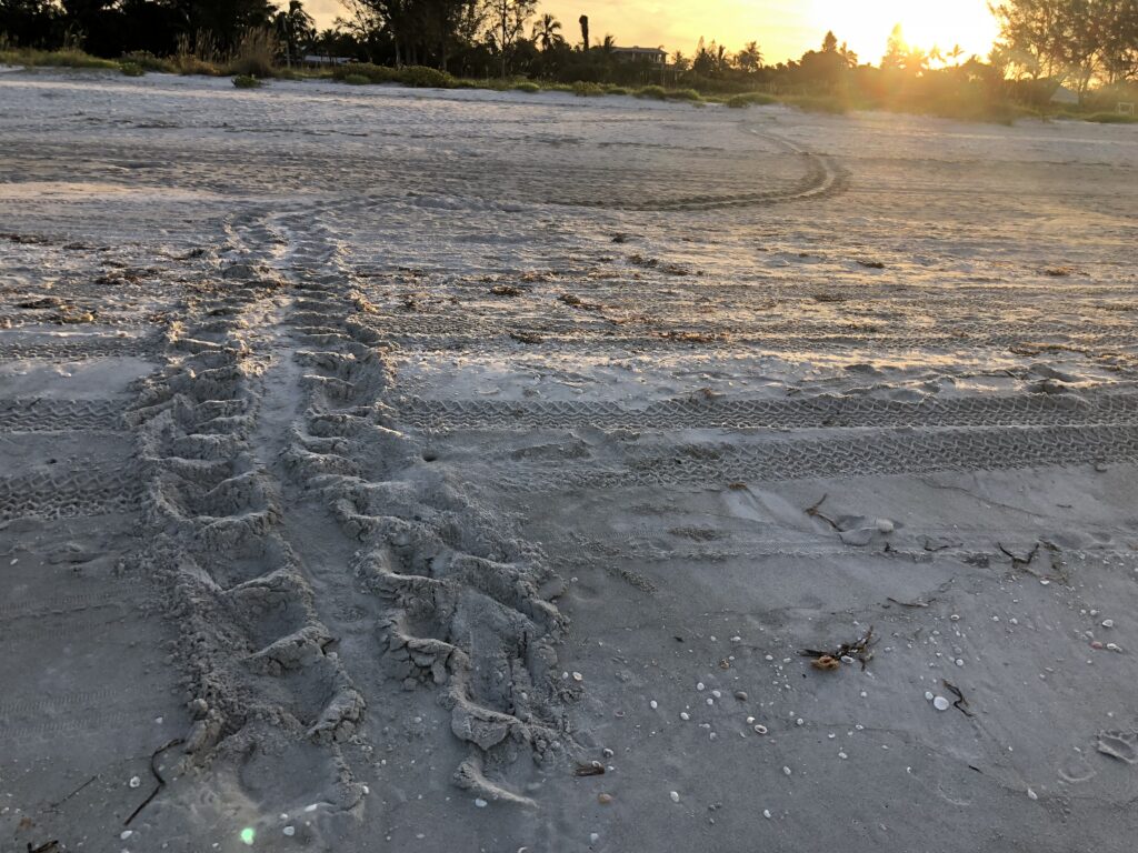 Sea turtle tracks on the beach