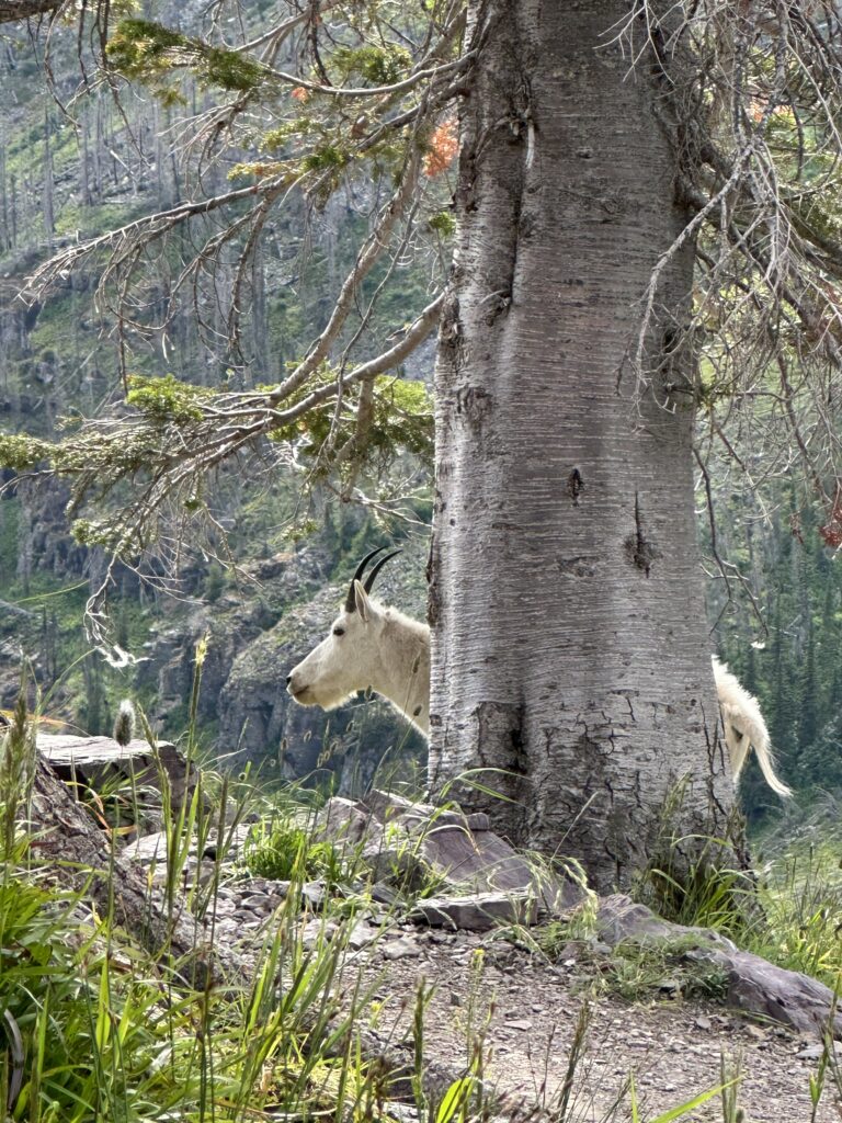 Mountain goat, standing behind a tree