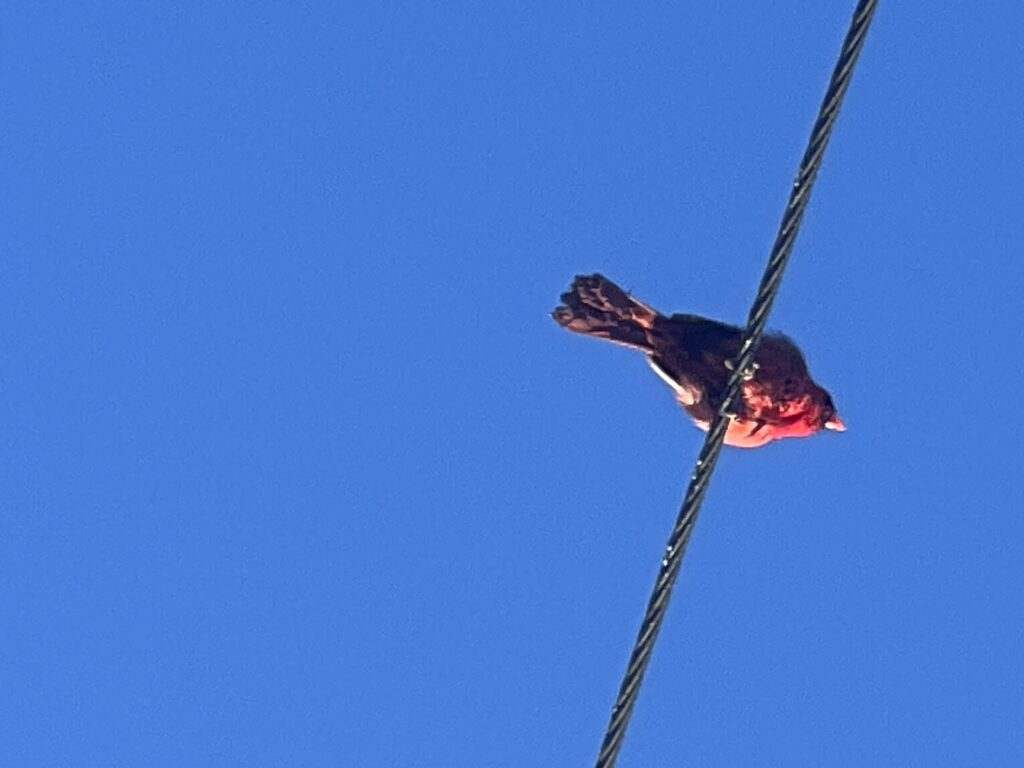 Looking up at a bird on a wire