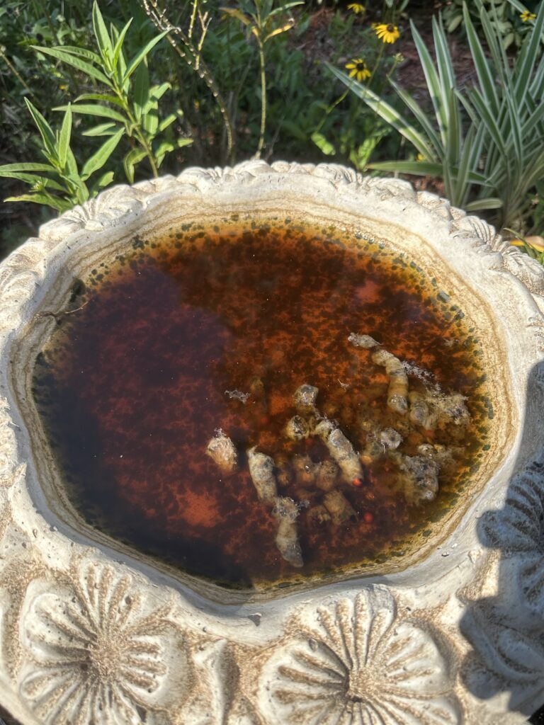 Bird bath with brackish water