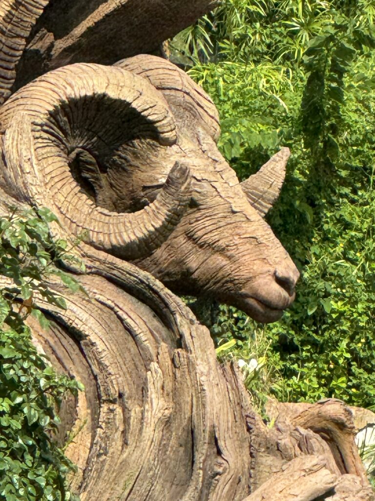 Big Horn Sheep Ram head carving 