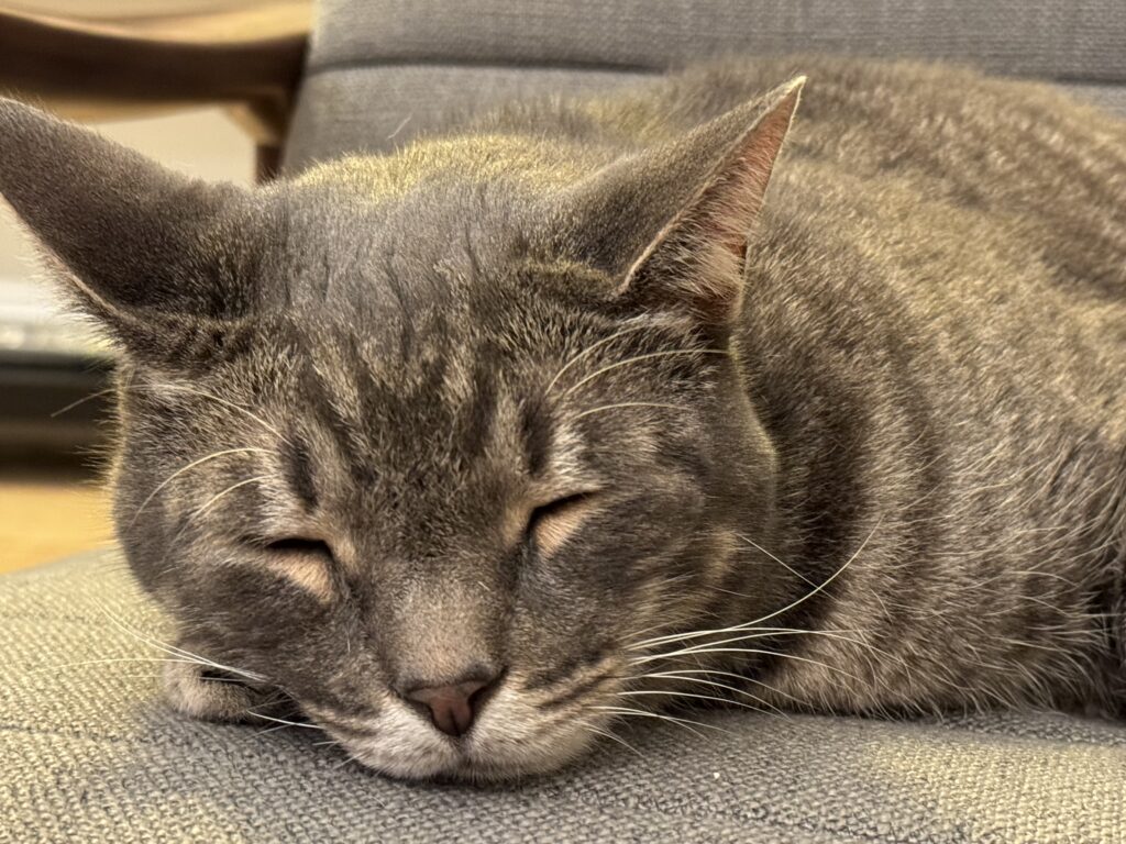 Gray cat sleeping