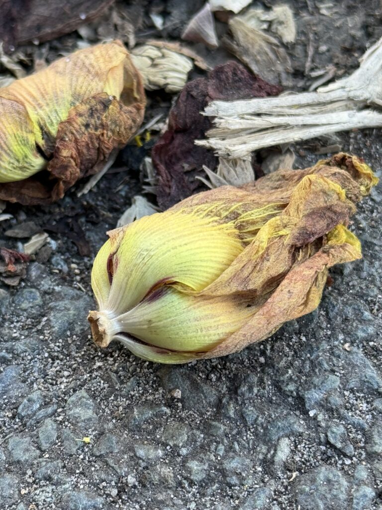 Dried flower that looks like a baby bird