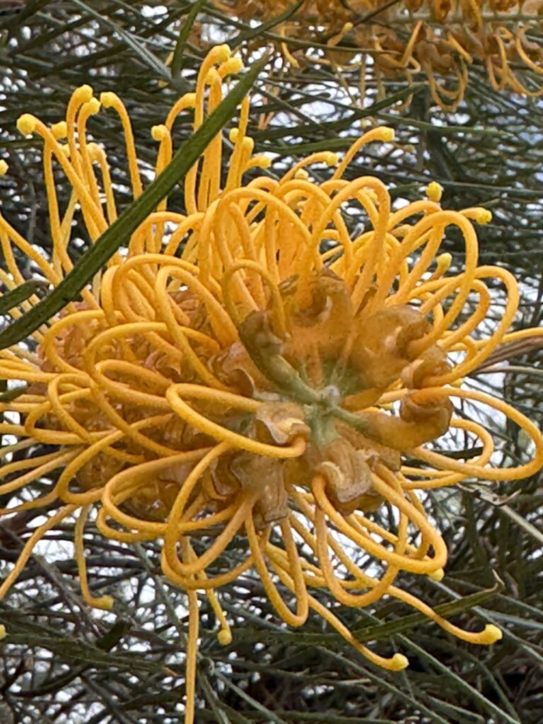 unique tree flower