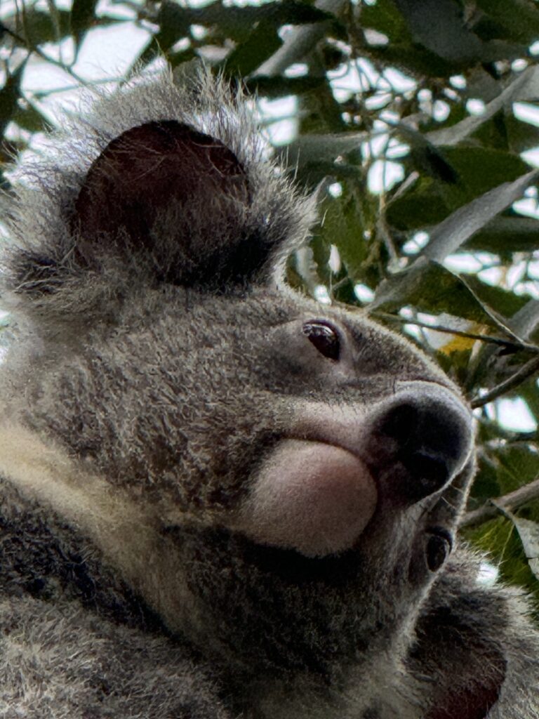 Koala