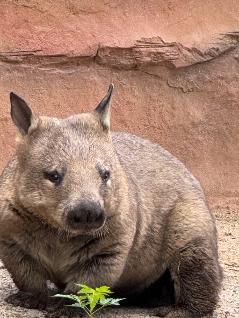 wombat