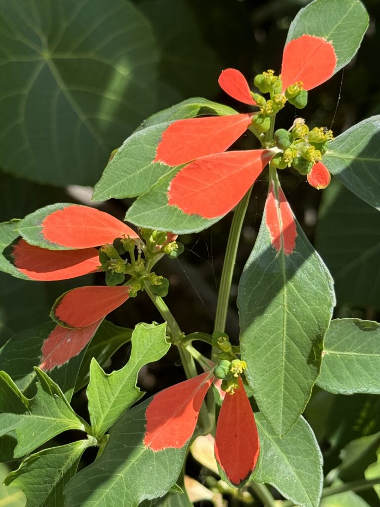 Plant with red and green leaves