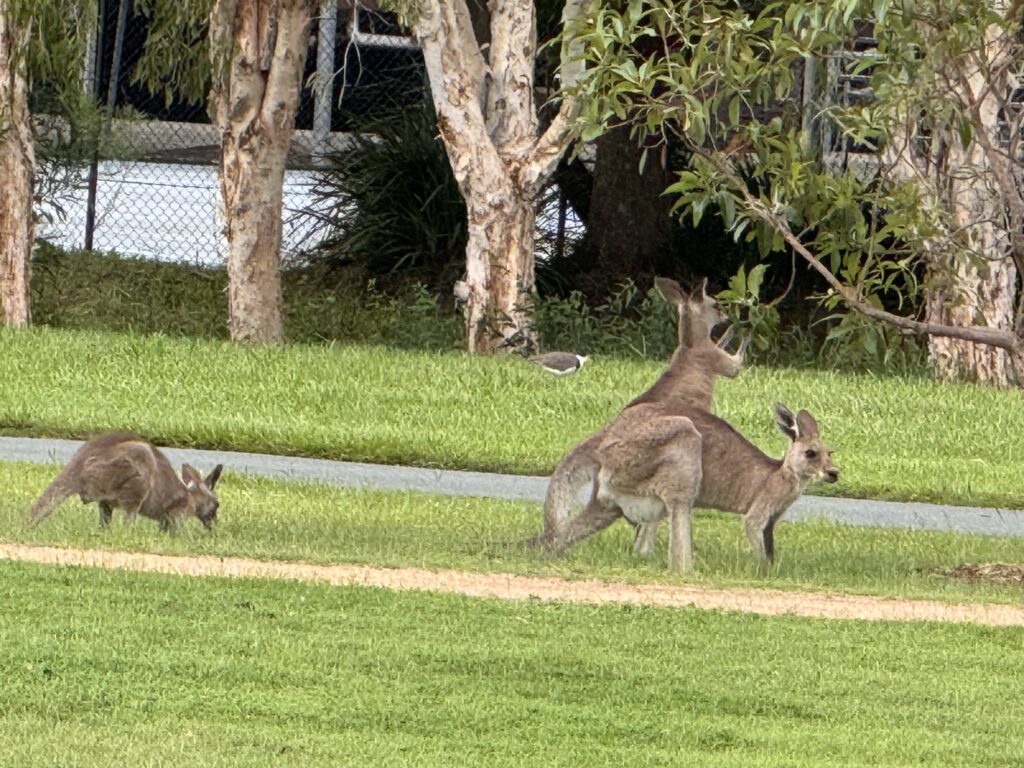 Kangaroos