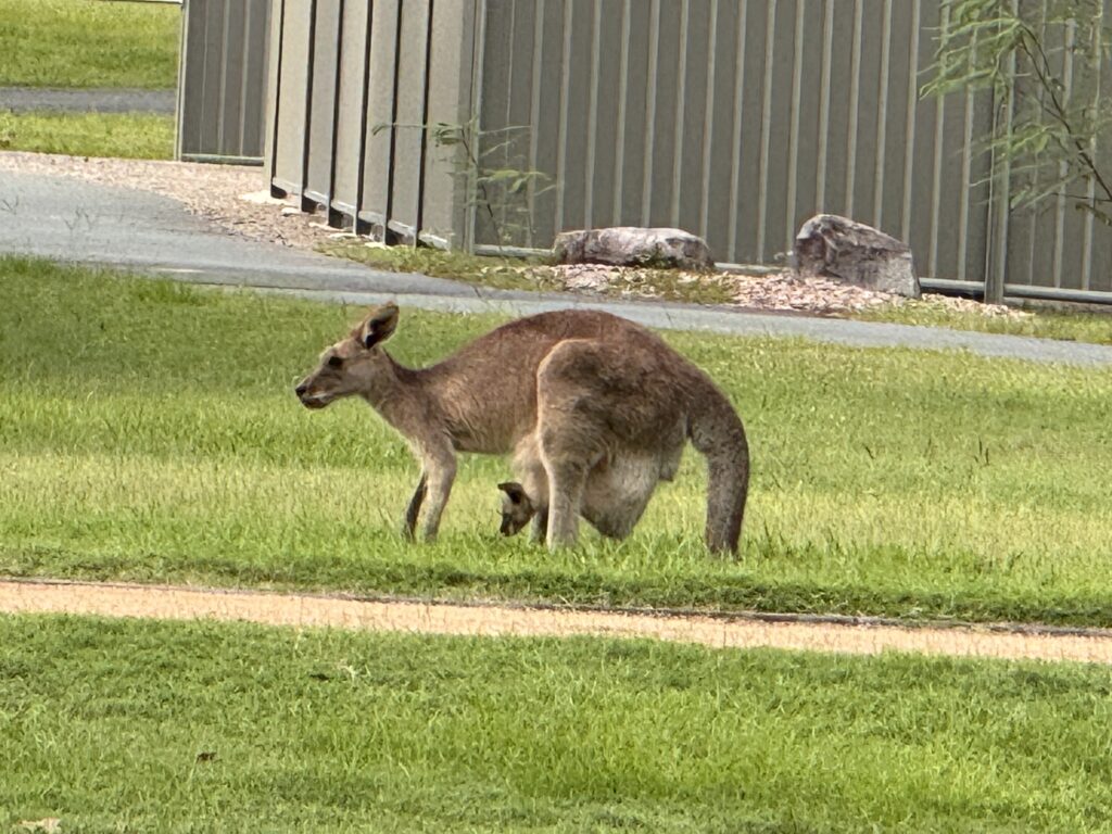 Kangaroos