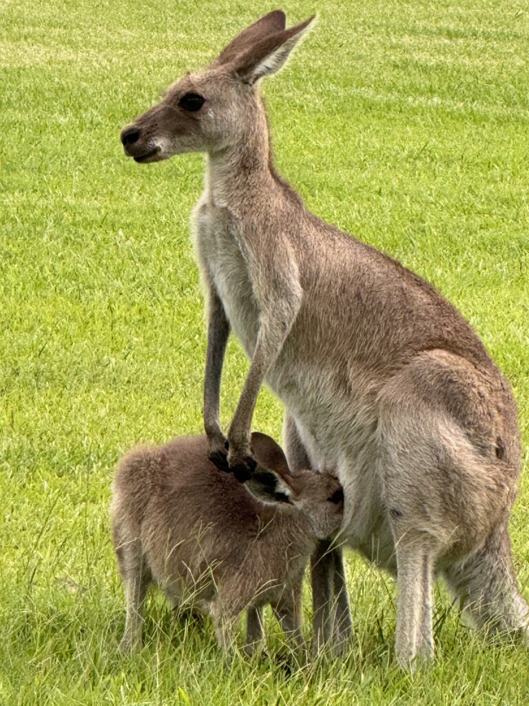 Kangaroos