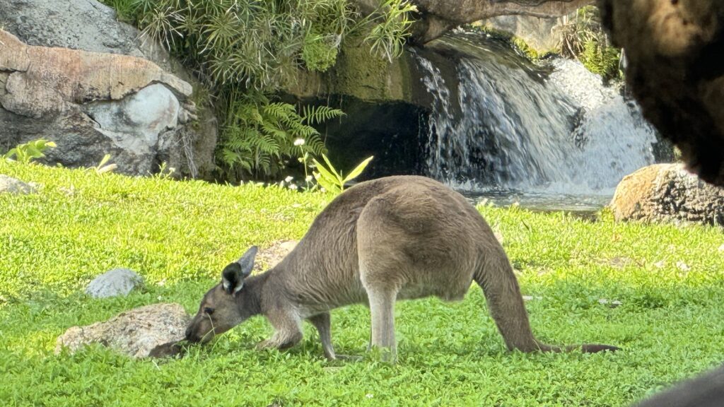 Kangaroo