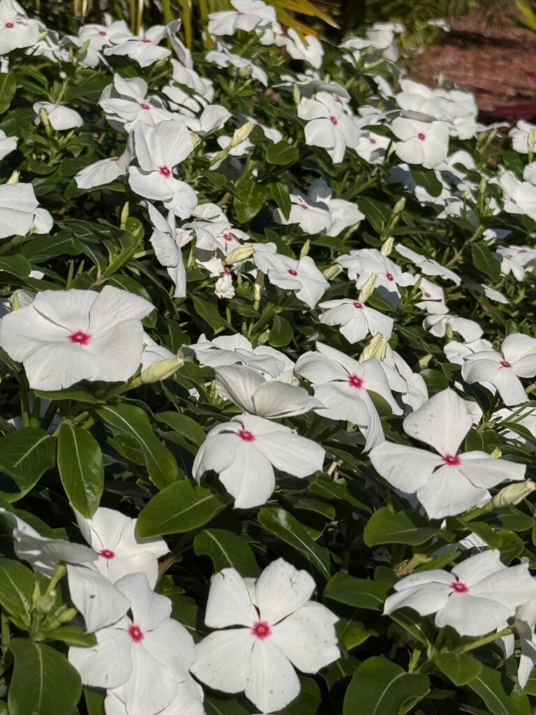 Periwinkle flowers