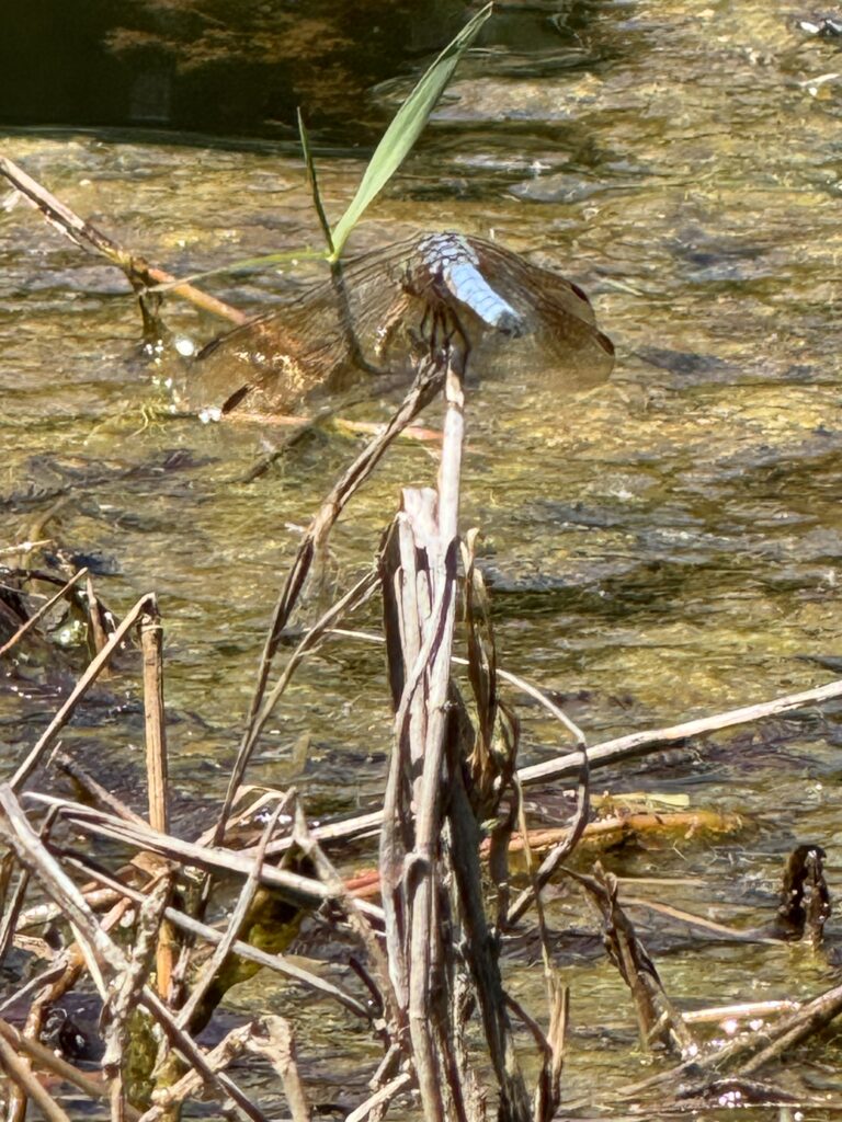 Dragonfly on pond reed