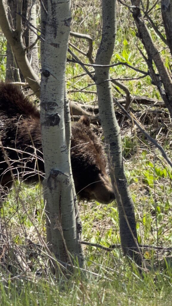 Grizzly bear versus 