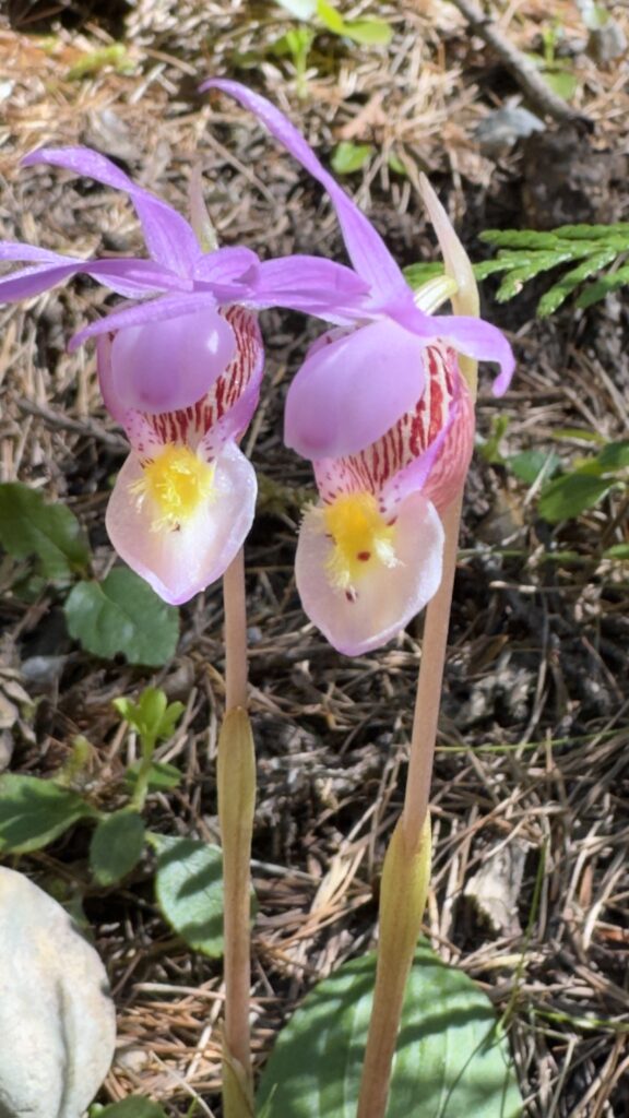 Calypso orchid