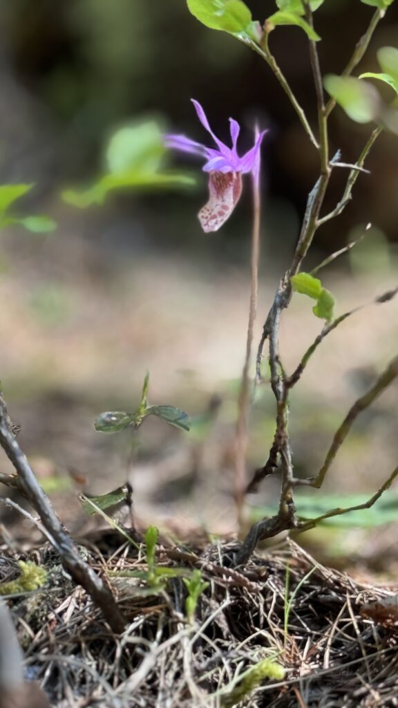  Closeup flower picture