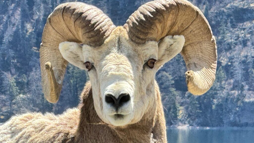 Big horn sheep