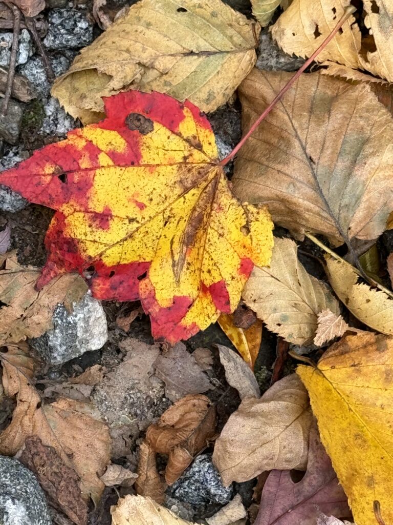 Fall foliage