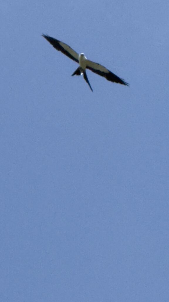 split tail kite