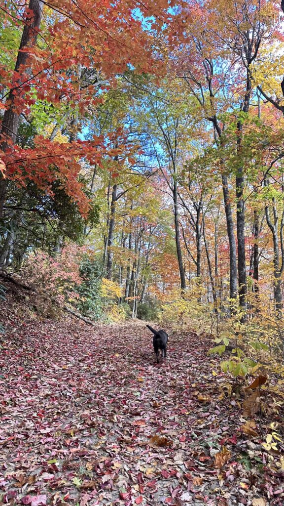 Dog in Fall foliage