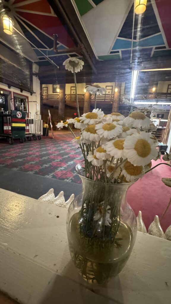 Vase of daisies