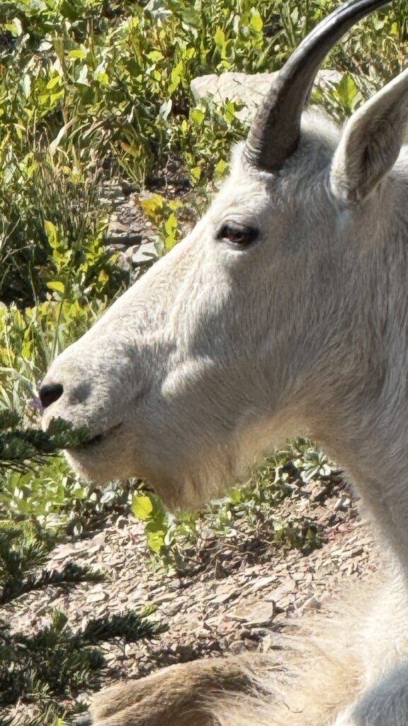 mountain goat headshot closeup