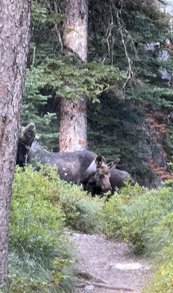 two moose
