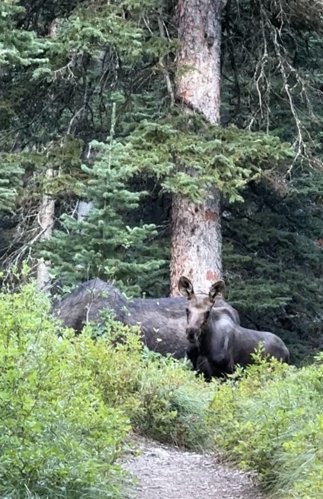 two moose