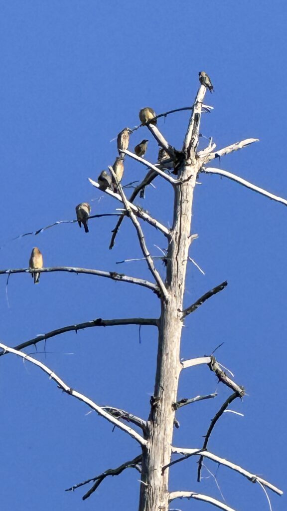 birds in a barren tree