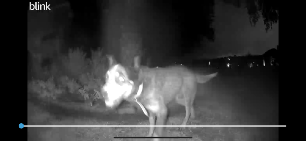 Dog caught in the middle of the night on Home Security Camera
