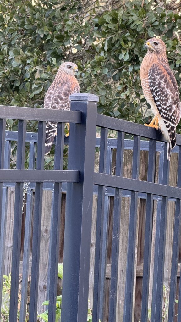 two hawks sitting on a fence