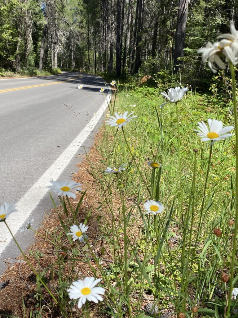 Roadside wildflowers on a country road