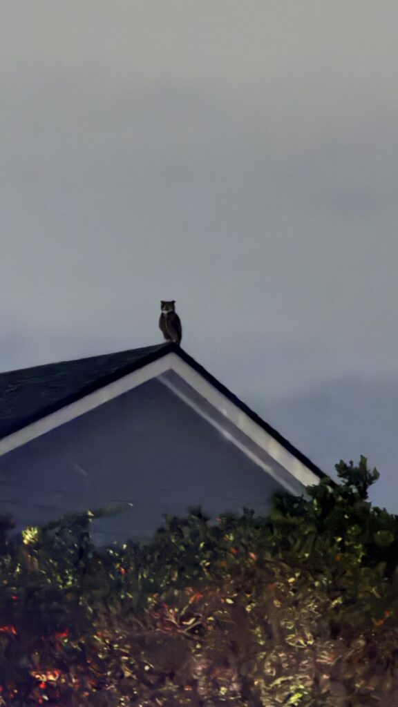Great Horned Owl on a home's roof