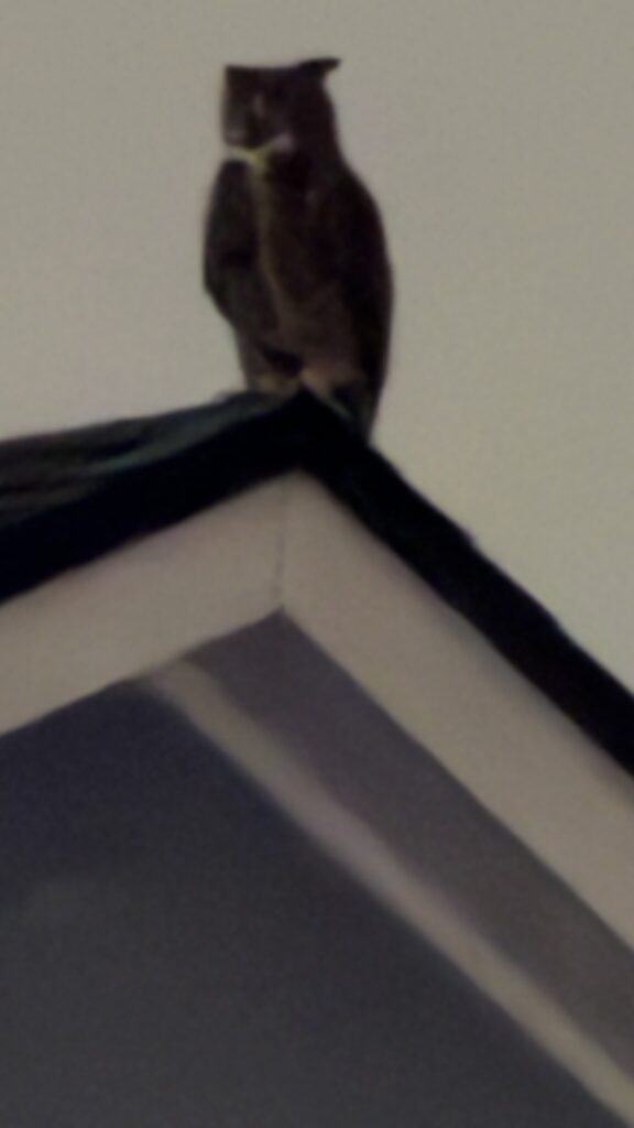 Great Horned Owl on a home's roof